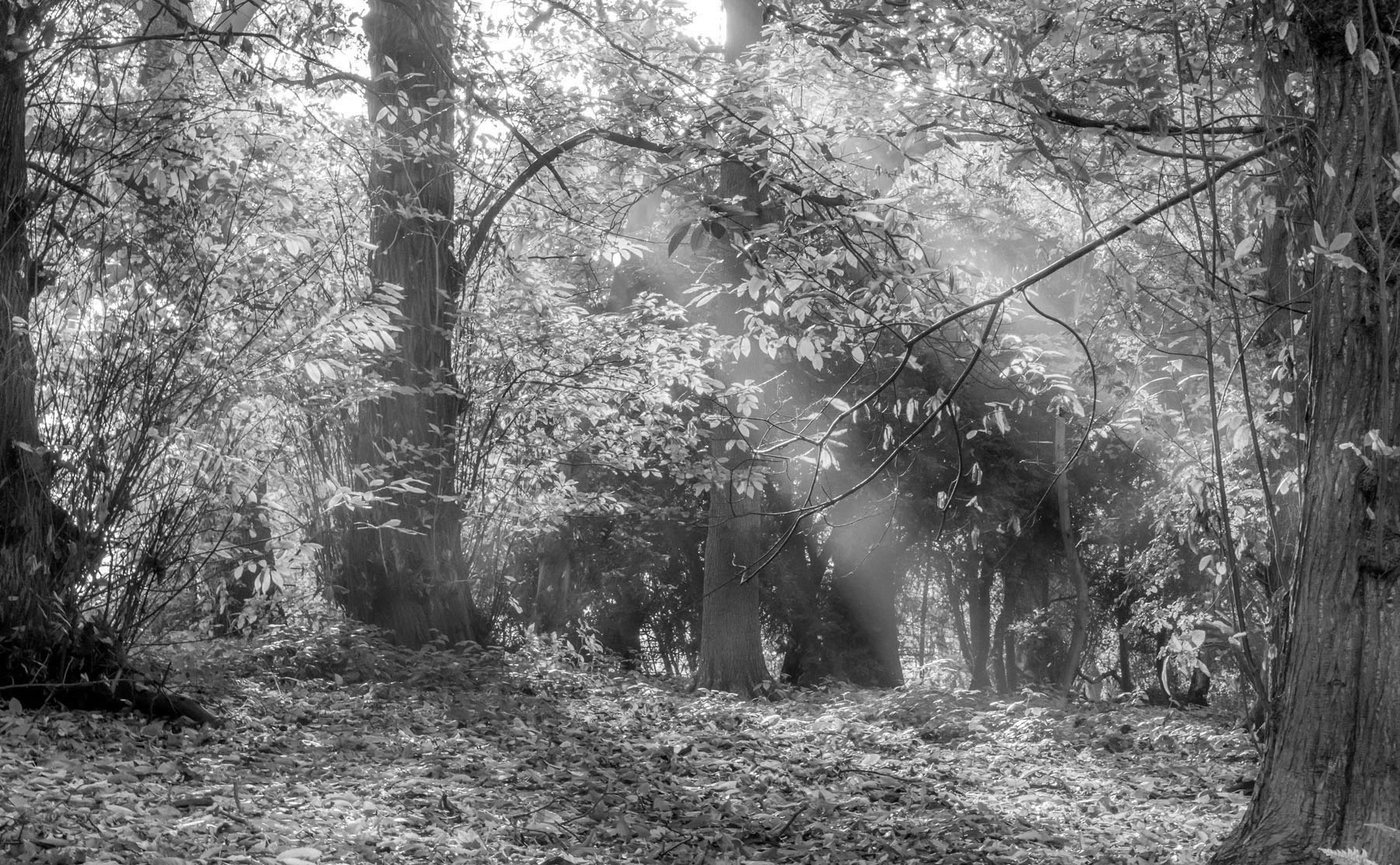 1956 Weston Rd – image 2