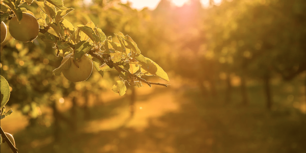 Appleview Towns – image 5