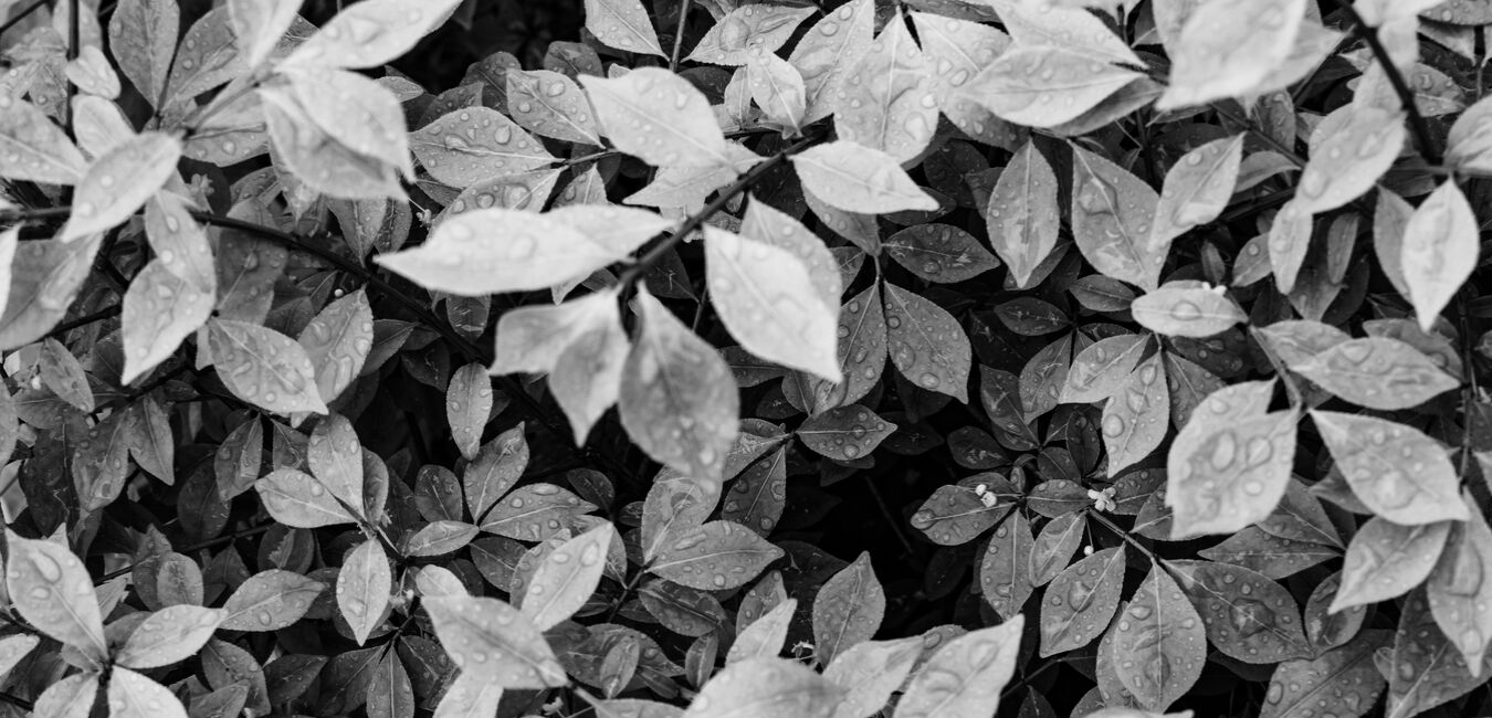 Brant West – image 2