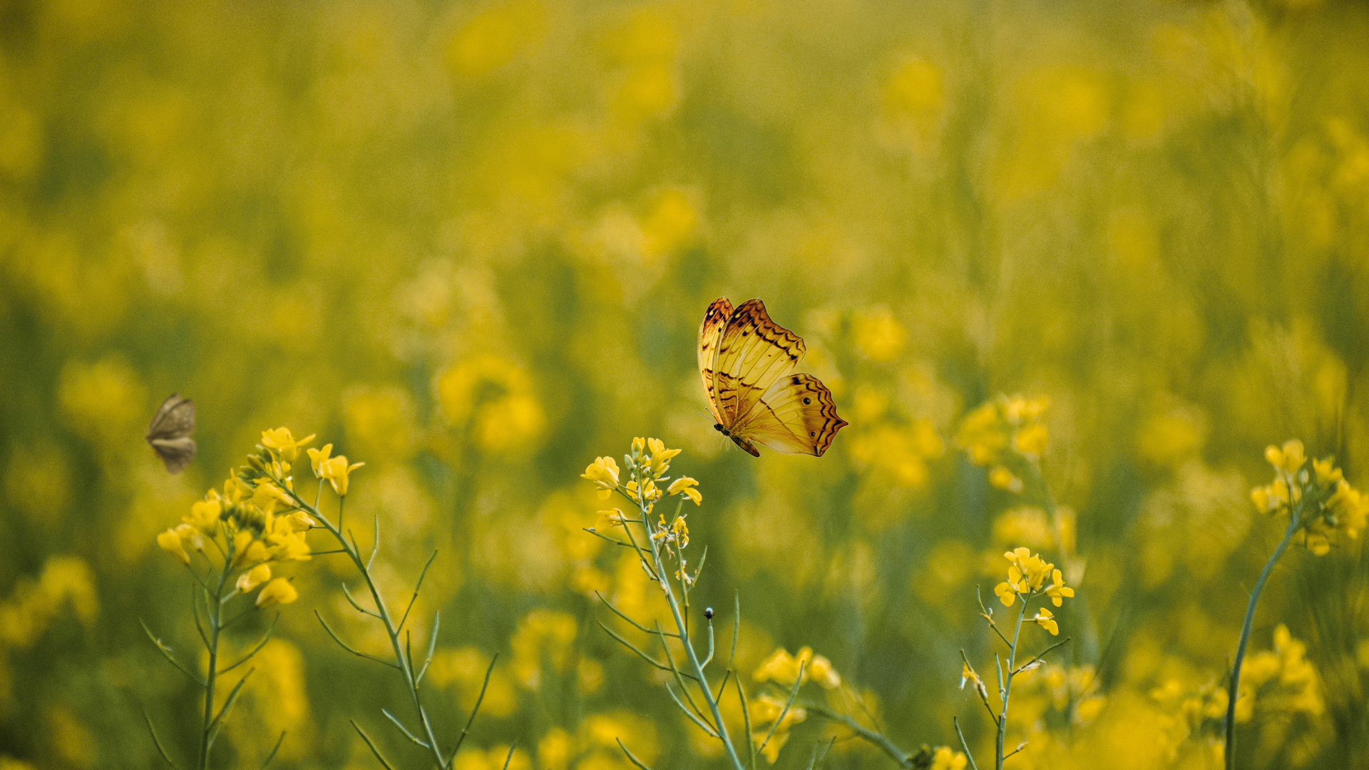 Honey Hill - Phase 2 – image 2