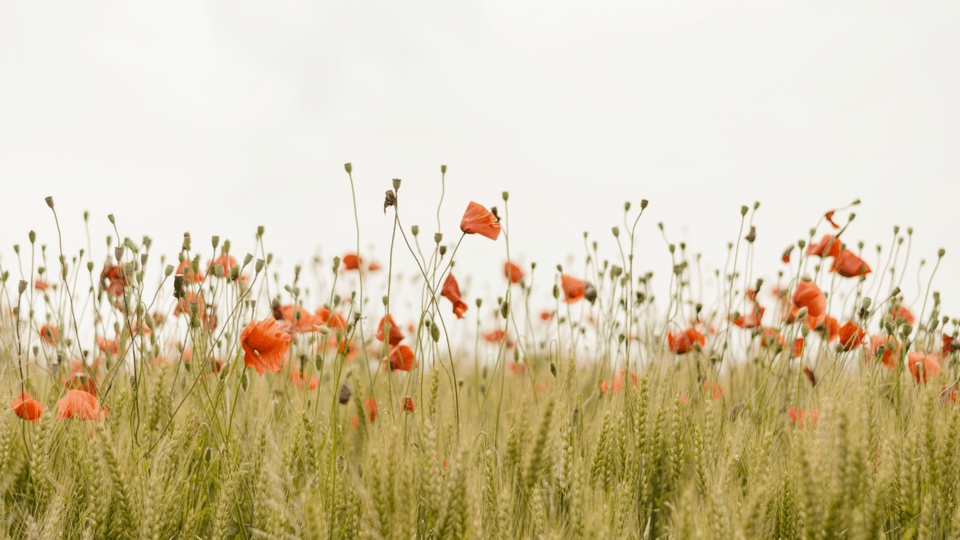 The Collection Towns – image 3