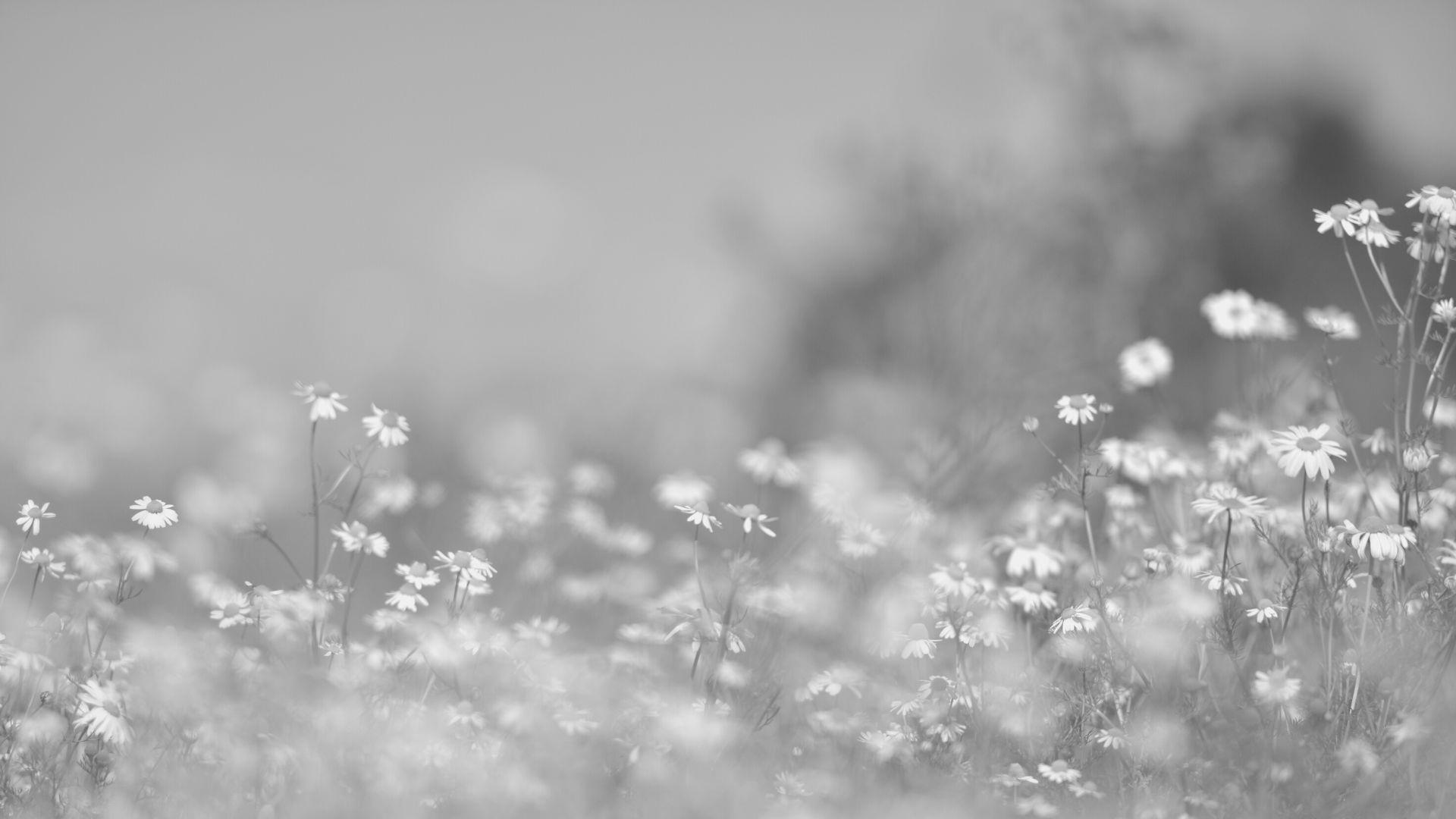 The Treasury Towns – image 2