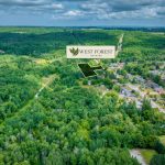 The Forest – image 5